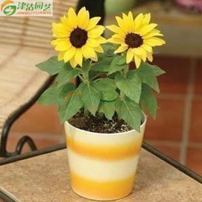 津沽园艺花卉种子矮向日葵约10粒/包家庭阳台盆栽株高40厘米观赏花四季种植
