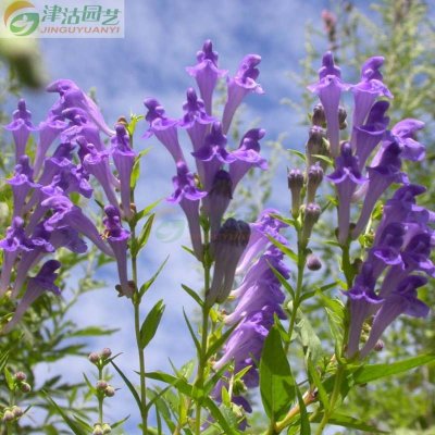 津沽园艺药用花卉种子黄芩种子花种子家庭种植约50粒