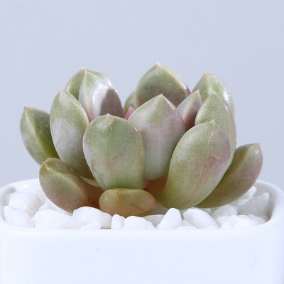 多肉植物花卉卵石奇趣肉肉盆栽办公室桌面小绿植约4-6cm
