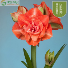 秋冬花卉图片 秋冬花卉图片大全 苏宁易购