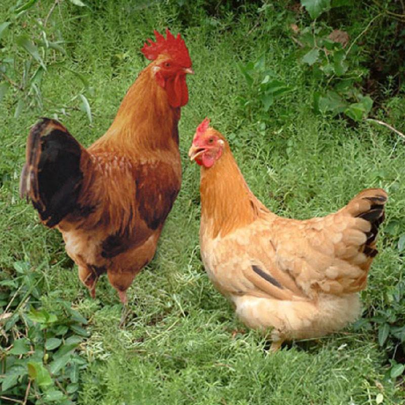 七果果 草公鸡 1只 整鸡约2.5斤 退毛留内脏 新鲜鸡肉 ci