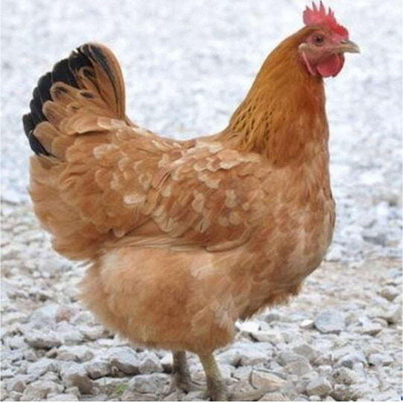 黑脚草母鸡1只整鸡约25斤退