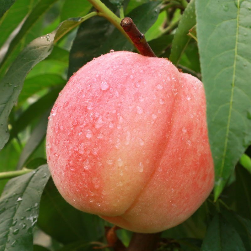 好膳时 新沂水蜜桃 木兰桃 礼品包装 每个6.5-7两 6个装