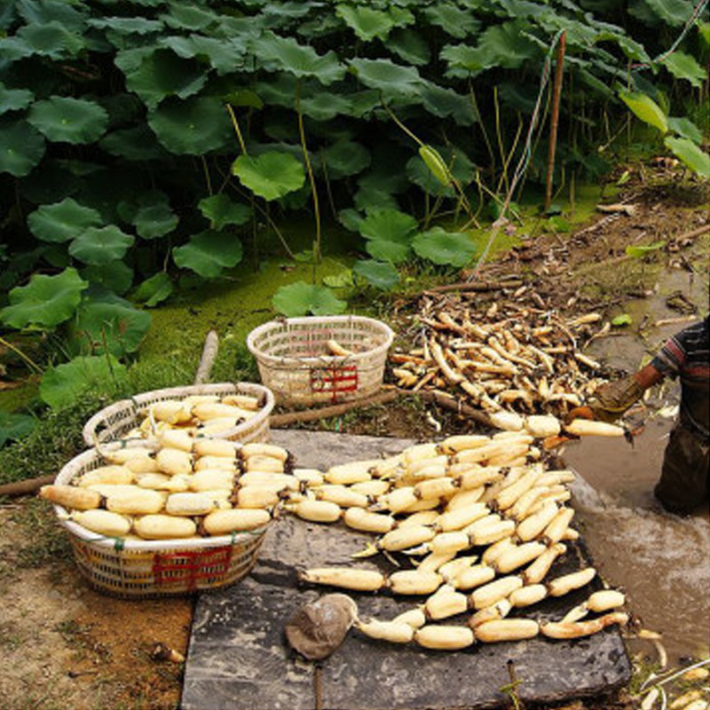 福至亲 苏北洪泽湖野生莲藕5斤装 鲜藕 新鲜蔬菜食材