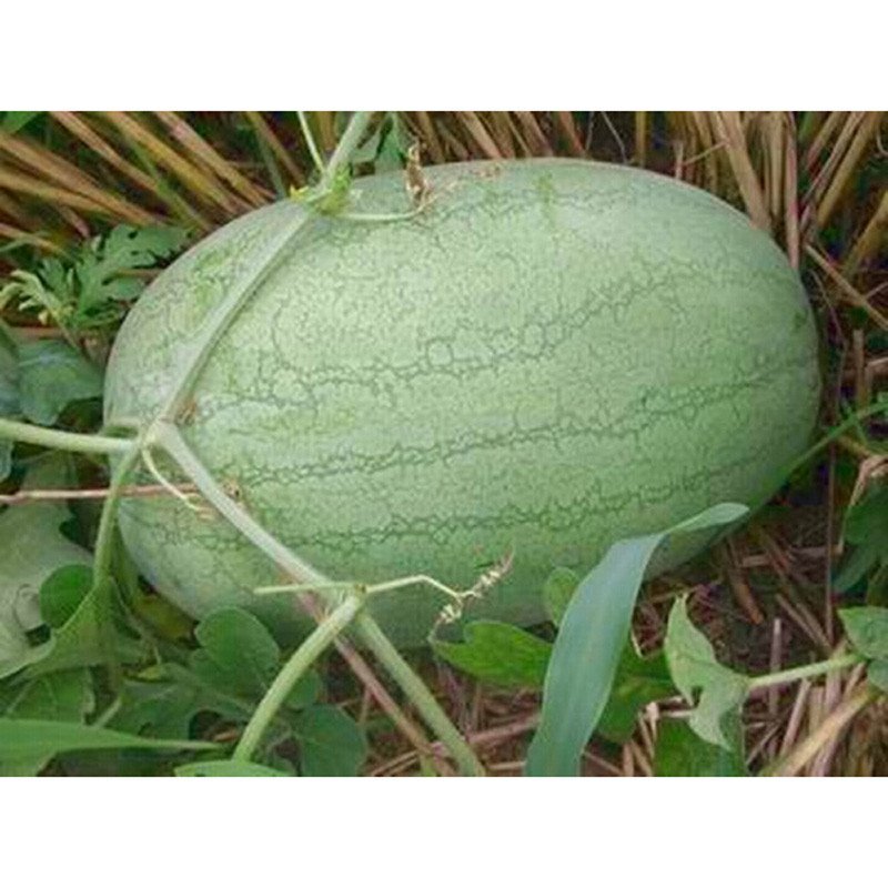 我要发芽 水果种子 浅花纹长西瓜种子 绿皮西瓜 红