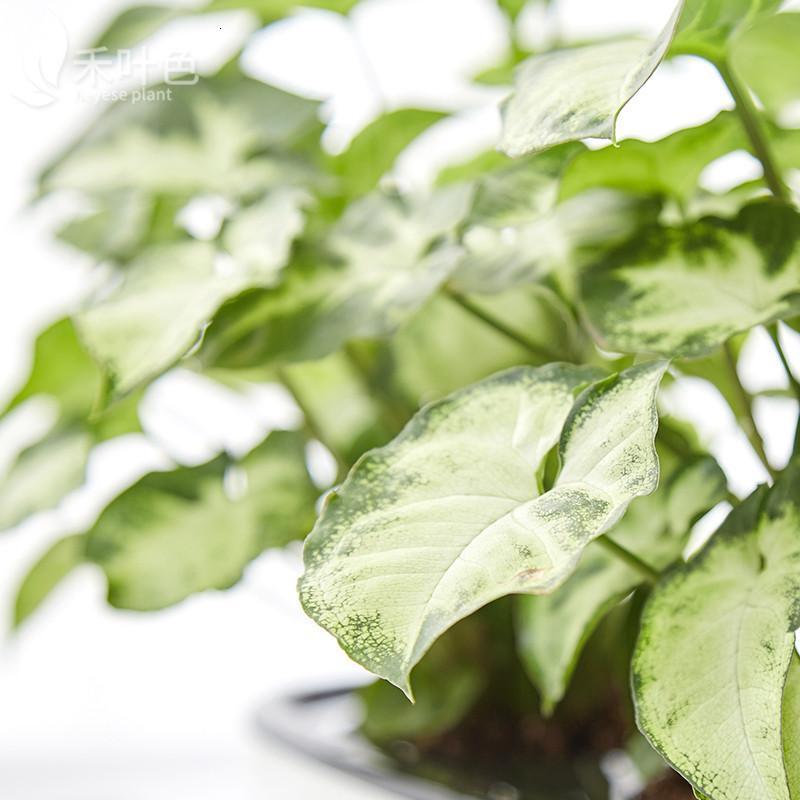 花卉室內水培植物盆景綠精靈辦公室盆栽綠色植物-長盆長壽花顏色隨機