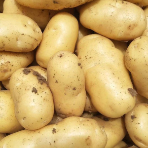 新鲜现挖大土豆农产品黄心洋芋马铃薯小土豆蔬菜批发